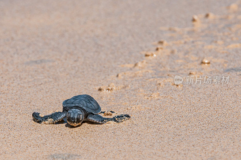 绿海龟(Chelonia mydas)，也被称为绿海龟，黑(海)海龟或太平洋绿海龟。厄瓜多尔;加拉帕戈斯群岛;加拉帕戈斯群岛国家公园。蓬塔鸬鹚，佛罗里达州。一只刚孵化的小海龟在海滩上跳入水中